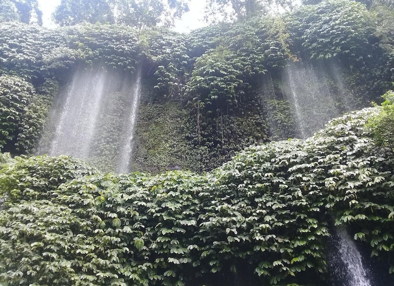 A waterfall cascading through a dense, green forest. 4