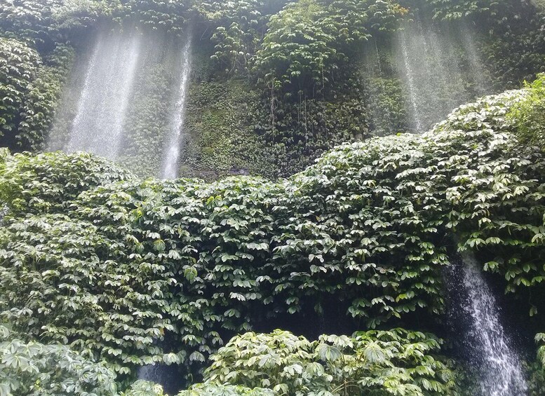 A lush waterfall surrounded by dense foliage. 2