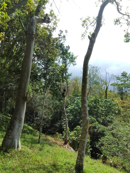 A forest with tall trees and dense foliage. 2