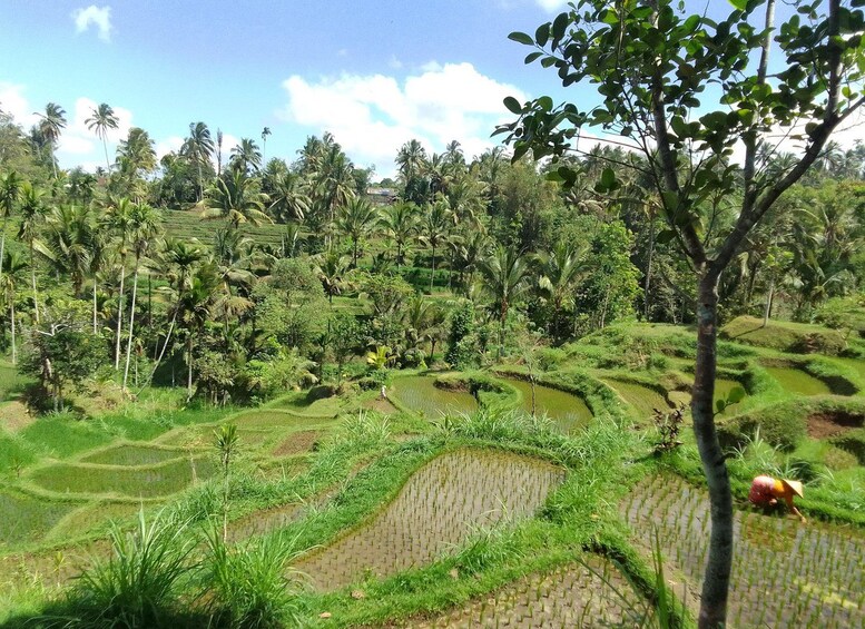 Terraced rice fields, palm trees, and a clear sky. 1