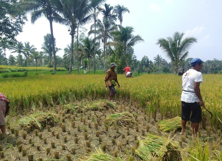 A rice field with workers harvesting. 5