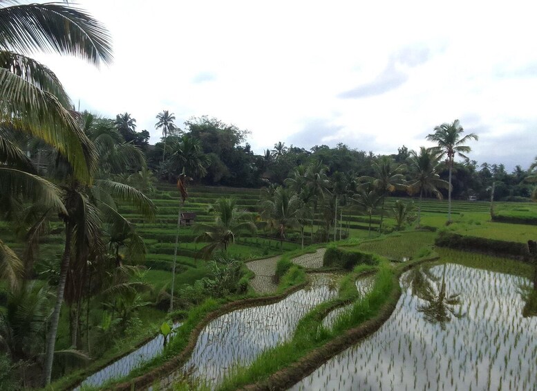 Picture 4 for Activity MotorBike Tour: Waterfall - Rice Terrace - Bamboo handicraft 4