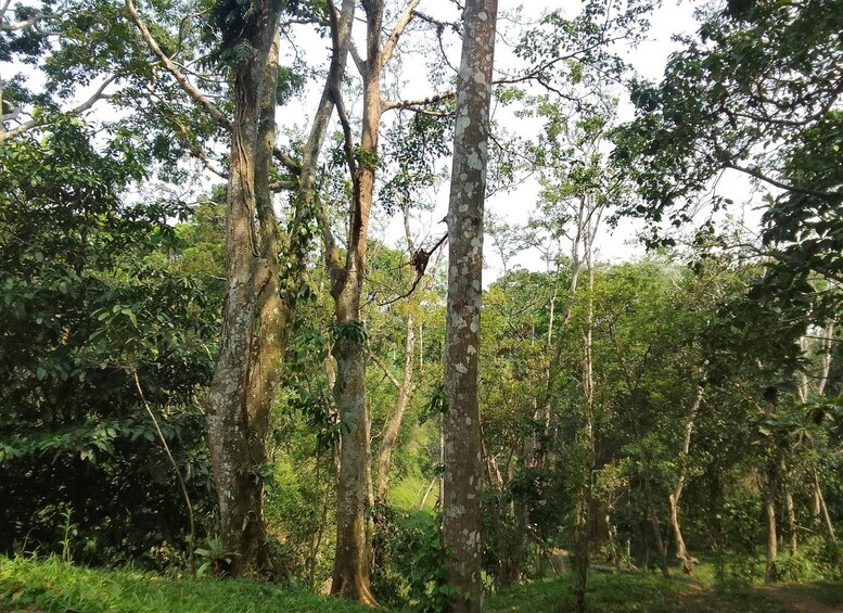 A dense forest with tall trees and a clear sky. 4