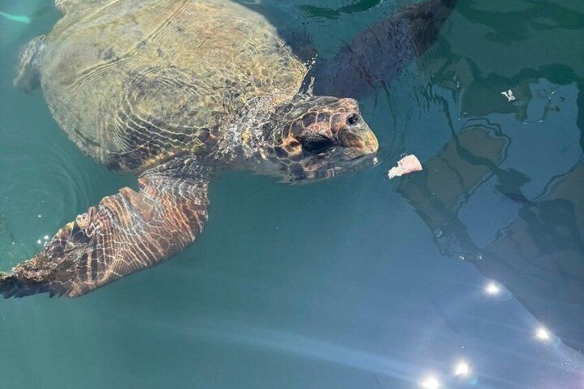 A sea turtle swimming in clear water. 2