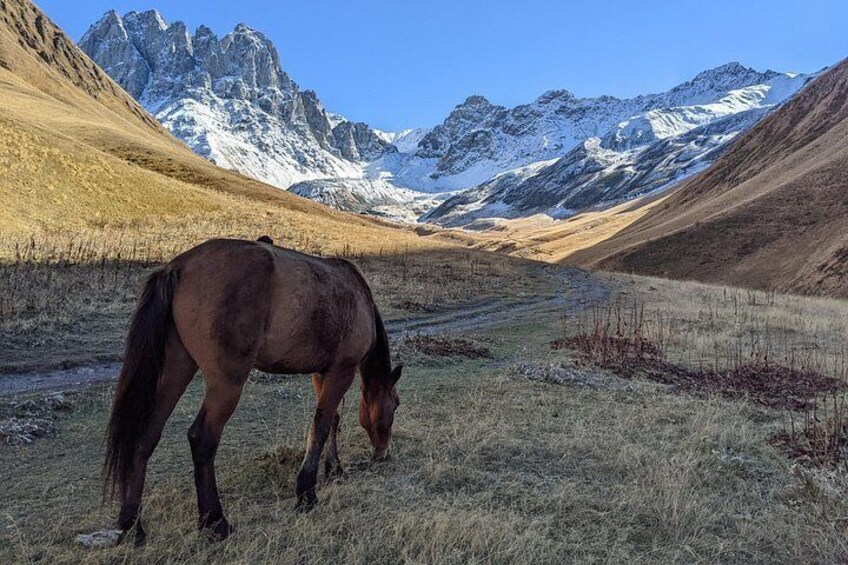 A horse grazing in a mountainous valley with snow-capped peaks in the background. 5