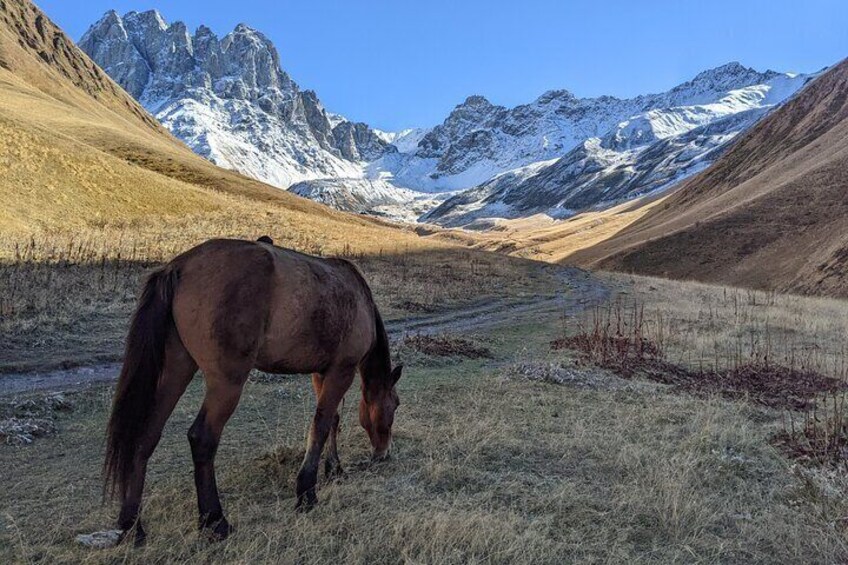 A horse grazing in a mountainous valley with snow-capped peaks in the background. 5