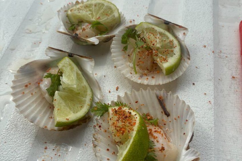 Scalloping Adventure Private Activity in Nature Coast Florida 5