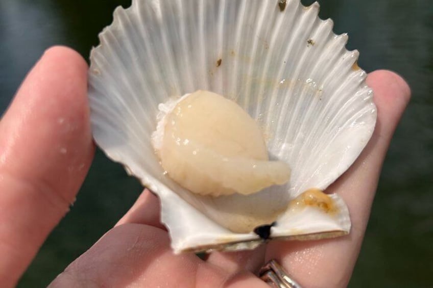 Scalloping Adventure Private Activity in Nature Coast Florida 2
