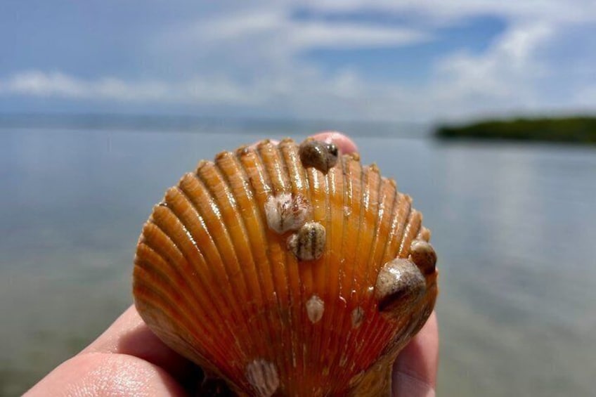 Scalloping Adventure Private Activity in Nature Coast Florida 3