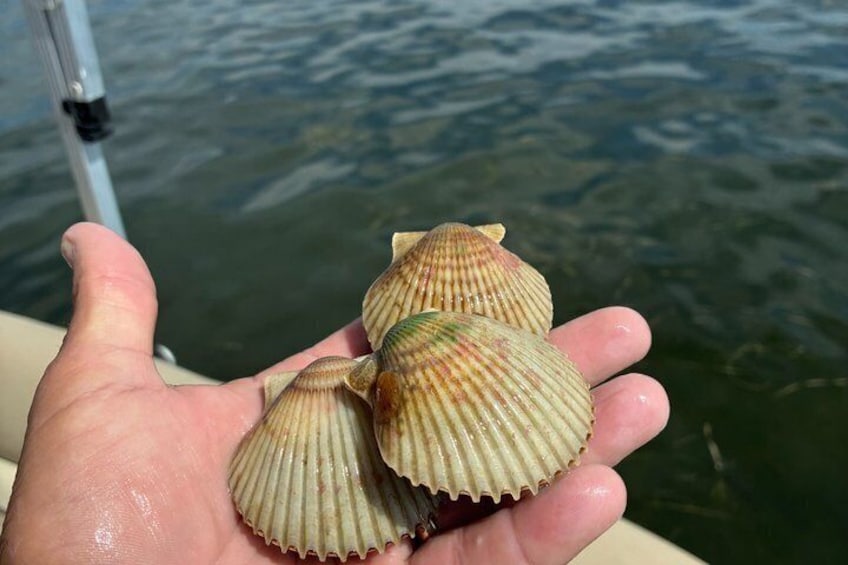 Scalloping Adventure Private Activity in Nature Coast Florida 1