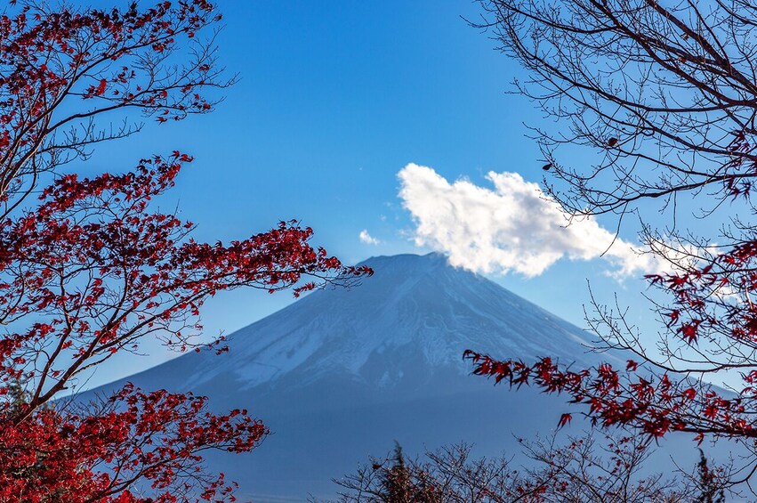 Fuji Scenic Loop: Iyashi no Sato, Sengen Park & Lakes 1