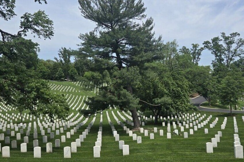 A cemetery with rows of white headstones and a large tree in the center. 3