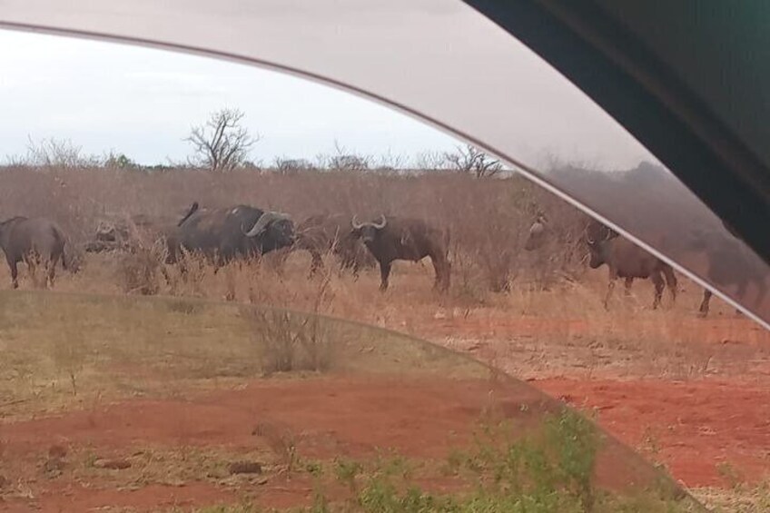 Tsavo National Park East Tour by Minivan 4
