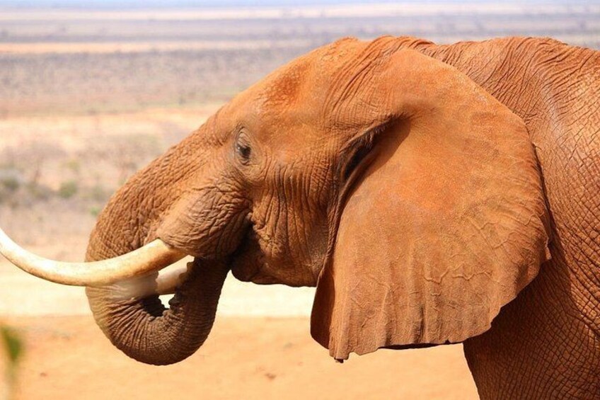 An elephant with tusks in a desert landscape. 1