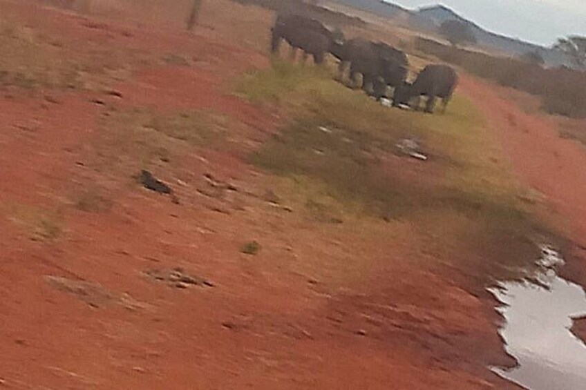 A group of elephants on a dirt path with sparse vegetation and a small water puddle. 5