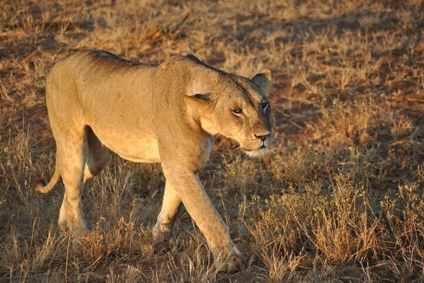 A lioness walking through a dry grassland. 5