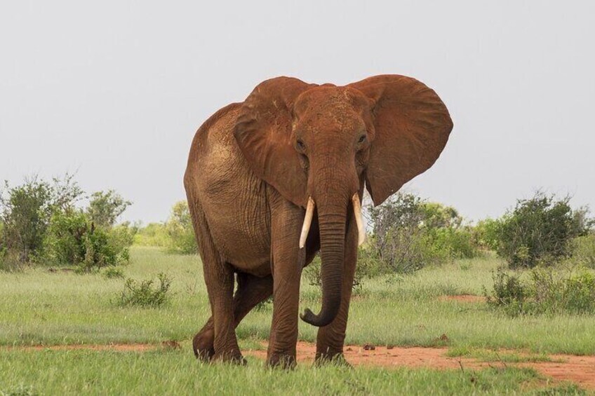 An elephant in a grassy field with trees in the background. 4