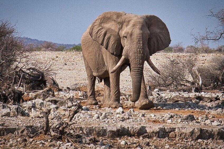 An elephant standing in a rocky terrain with sparse vegetation. 2