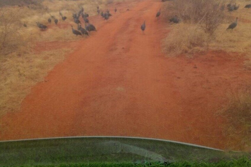 Tsavo National Park East Tour by Minivan 5