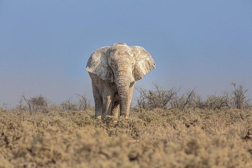 An elephant standing in a dry, grassy landscape with sparse vegetation. 4