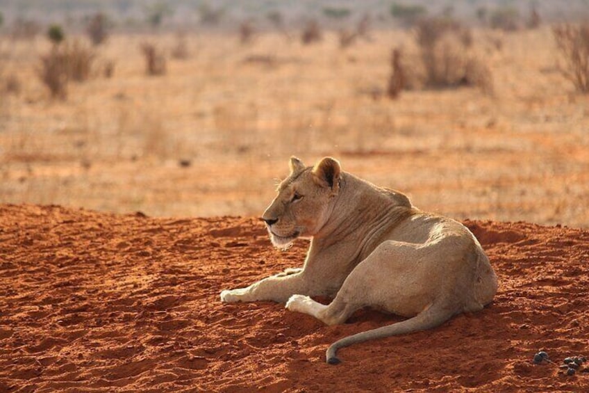 A lion lying on reddish-brown soil in a dry, open landscape. 3