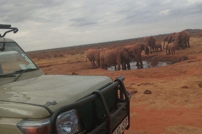 A beige SUV parked on a dirt road with a herd of elephants in the background. 3