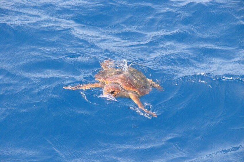 A person swimming in clear blue water. 4