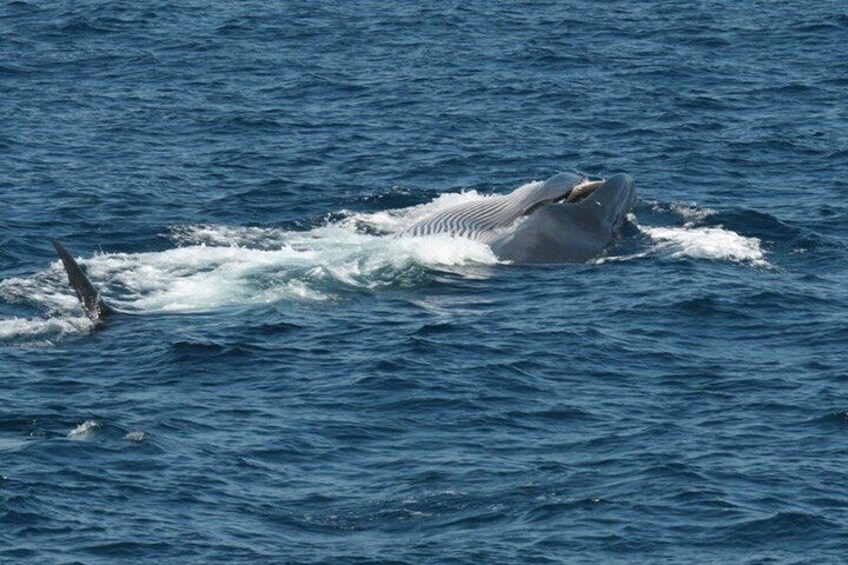 A whale breaching the ocean surface. 5