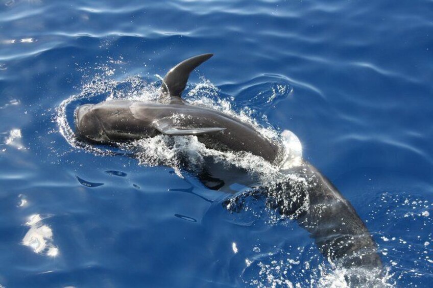 A dolphin leaping out of the water. 1