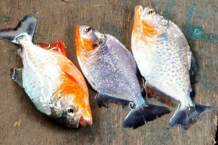 Three fish on a wooden surface. 3