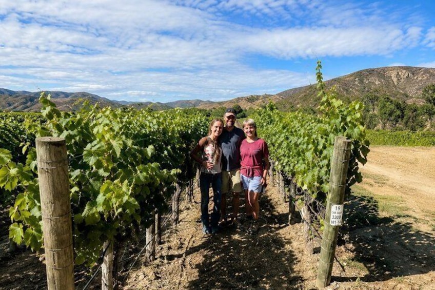 A vineyard with rows of grapevines and a dirt path. 2