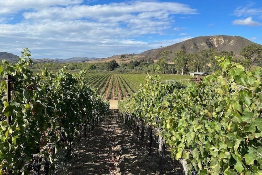 A vineyard with rows of grapevines under a clear sky. 4