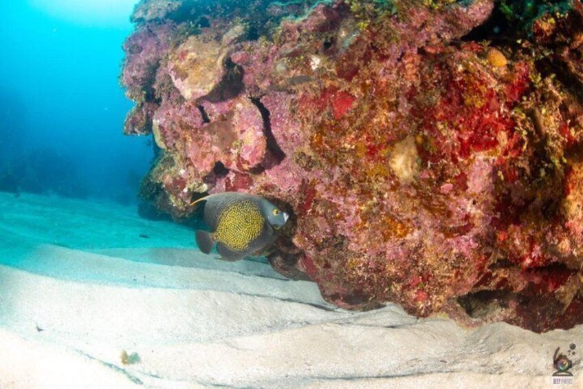 Roatan Scuba Diving and Certification Adventures and Tours 3