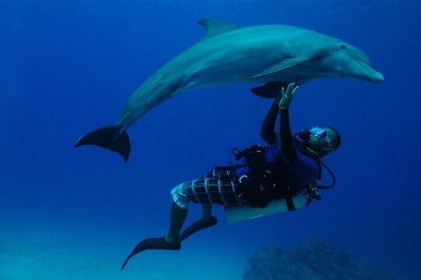 A diver with a dolphin in the ocean. 3