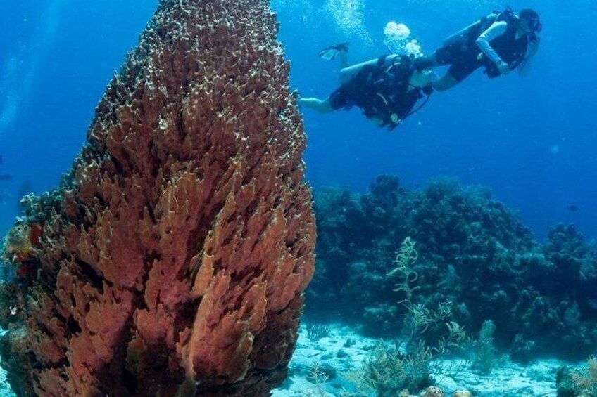 Roatan Scuba Diving and Certification Adventures and Tours 3