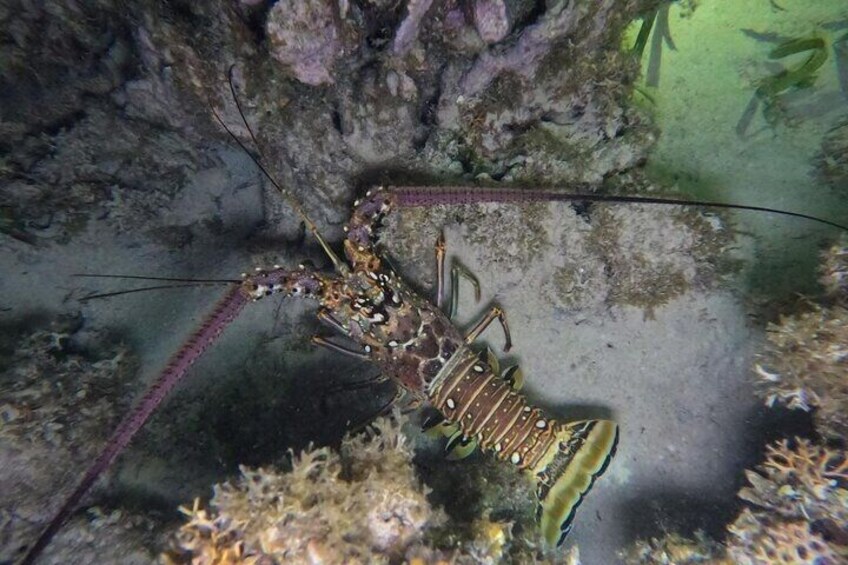A lobster on a rocky underwater surface with marine flora. 2