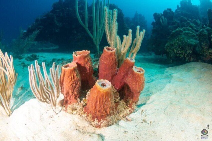Roatan Scuba Diving and Certification Adventures and Tours 5