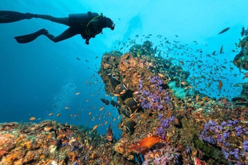 A diver exploring a vibrant coral reef with diverse marine life. 1