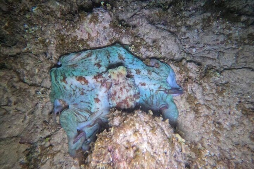A large, greenish sea creature resting on a rocky seabed. 4