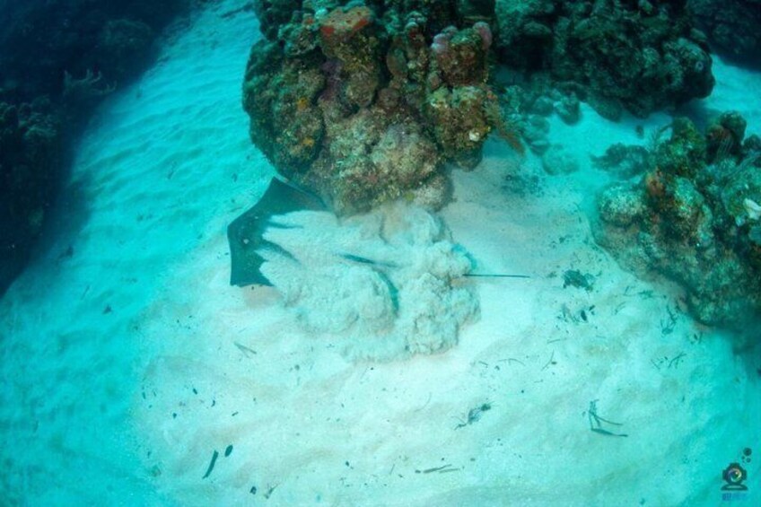 Roatan Scuba Diving and Certification Adventures and Tours 4