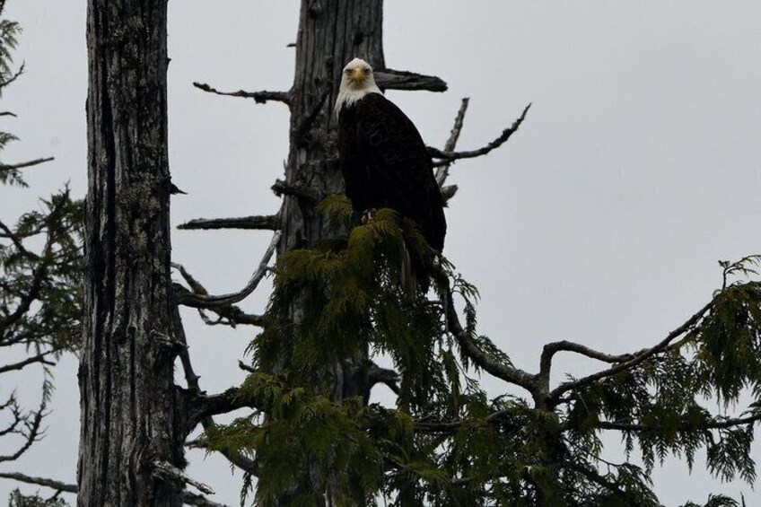 A bald eagle perched on a tree branch. 2