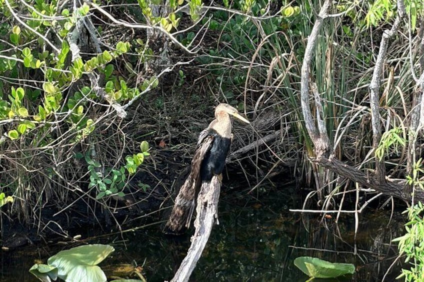 A bird perched on a branch over water surrounded by dense foliage. 4