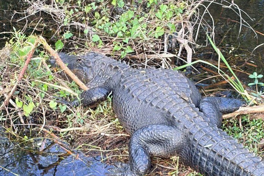 A large alligator resting in a natural, vegetated water body. 5