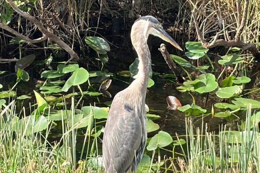 A heron standing in a marshy area with water lilies and reeds. 2