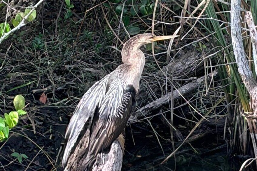 A heron standing by a log in a natural setting with dense vegetation. 3