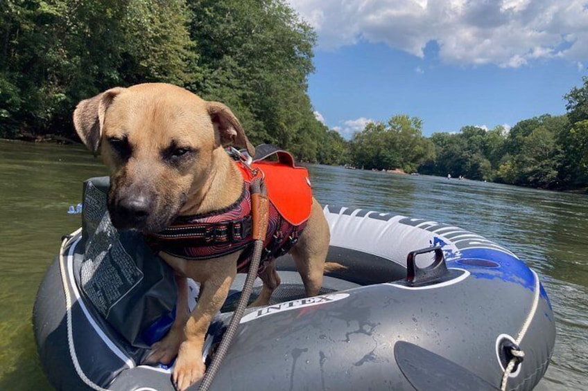 A dog on a raft with a life jacket, surrounded by a river and trees. 2