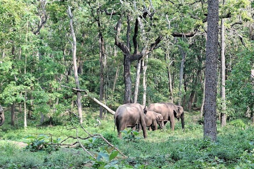 Elephants in a forested area with dense trees and underbrush. 1