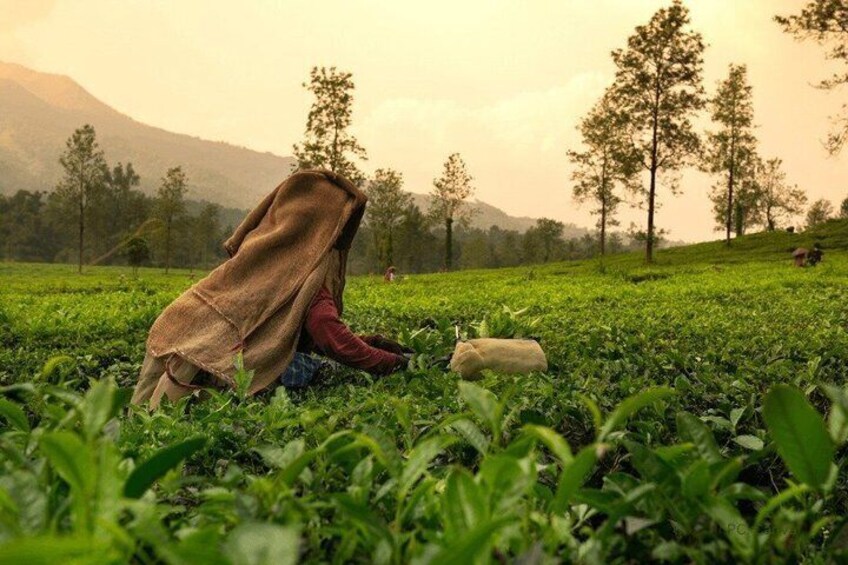 A person harvesting tea leaves in a lush green field with trees and mountains in the background. 2
