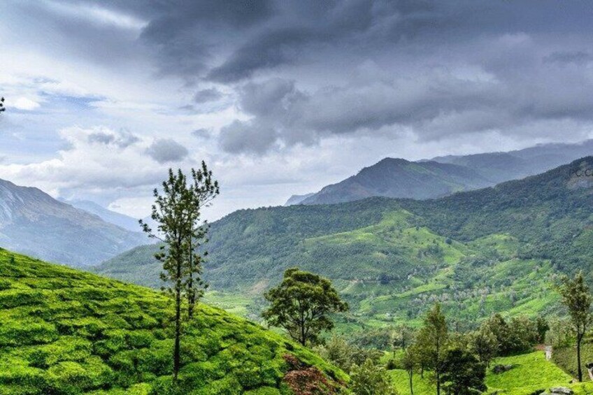 A lush green valley with rolling hills and a solitary tree in the foreground. 3