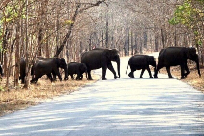 A group of elephants crossing a road in a forested area. 4
